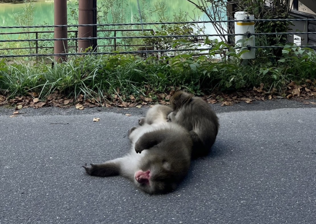 上高地のサルたち