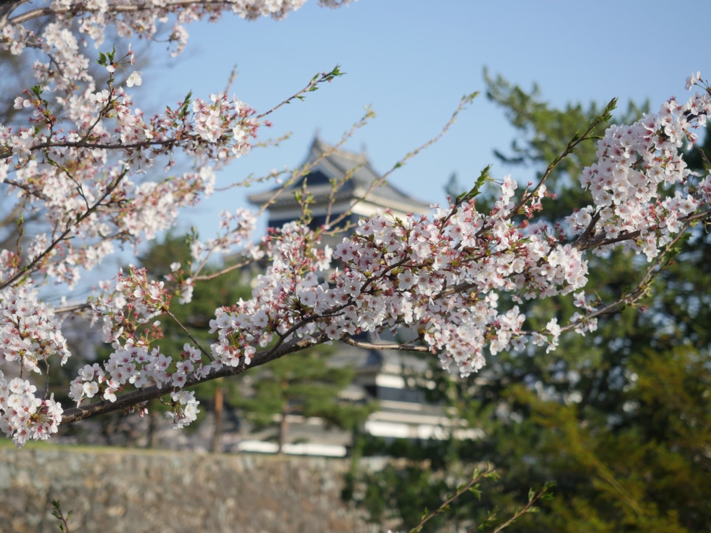 桜の枝と松本城