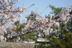 松本城と桜