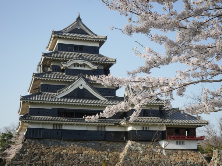 松本城と桜