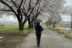 さくら咲く小径