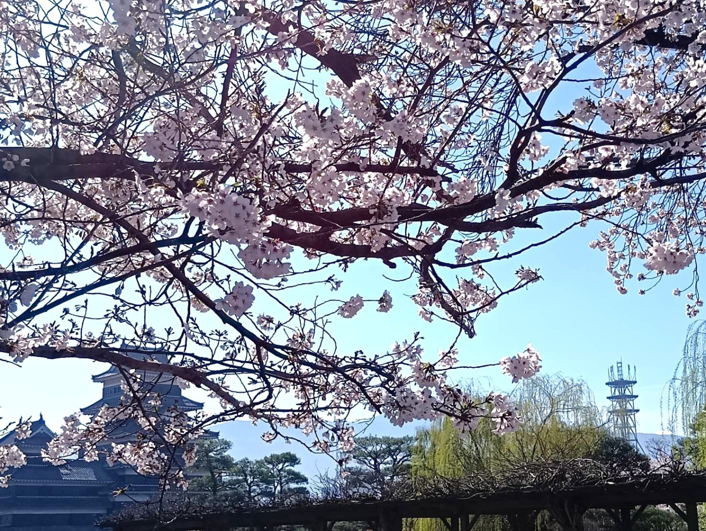 松本城の桜