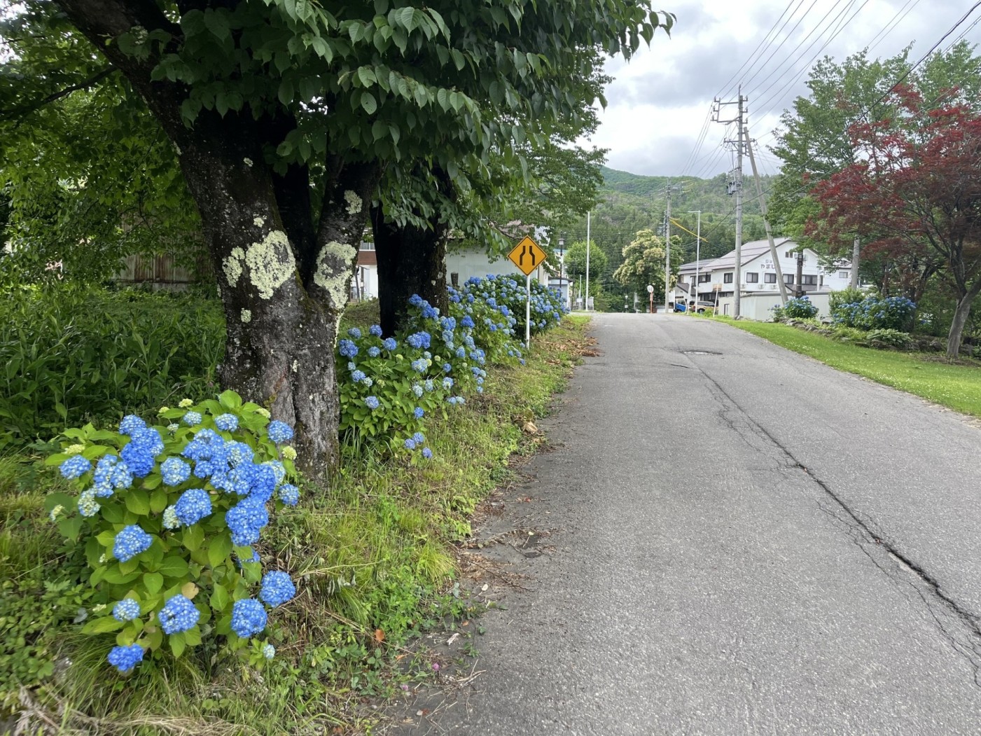切久保地区のアジサイ