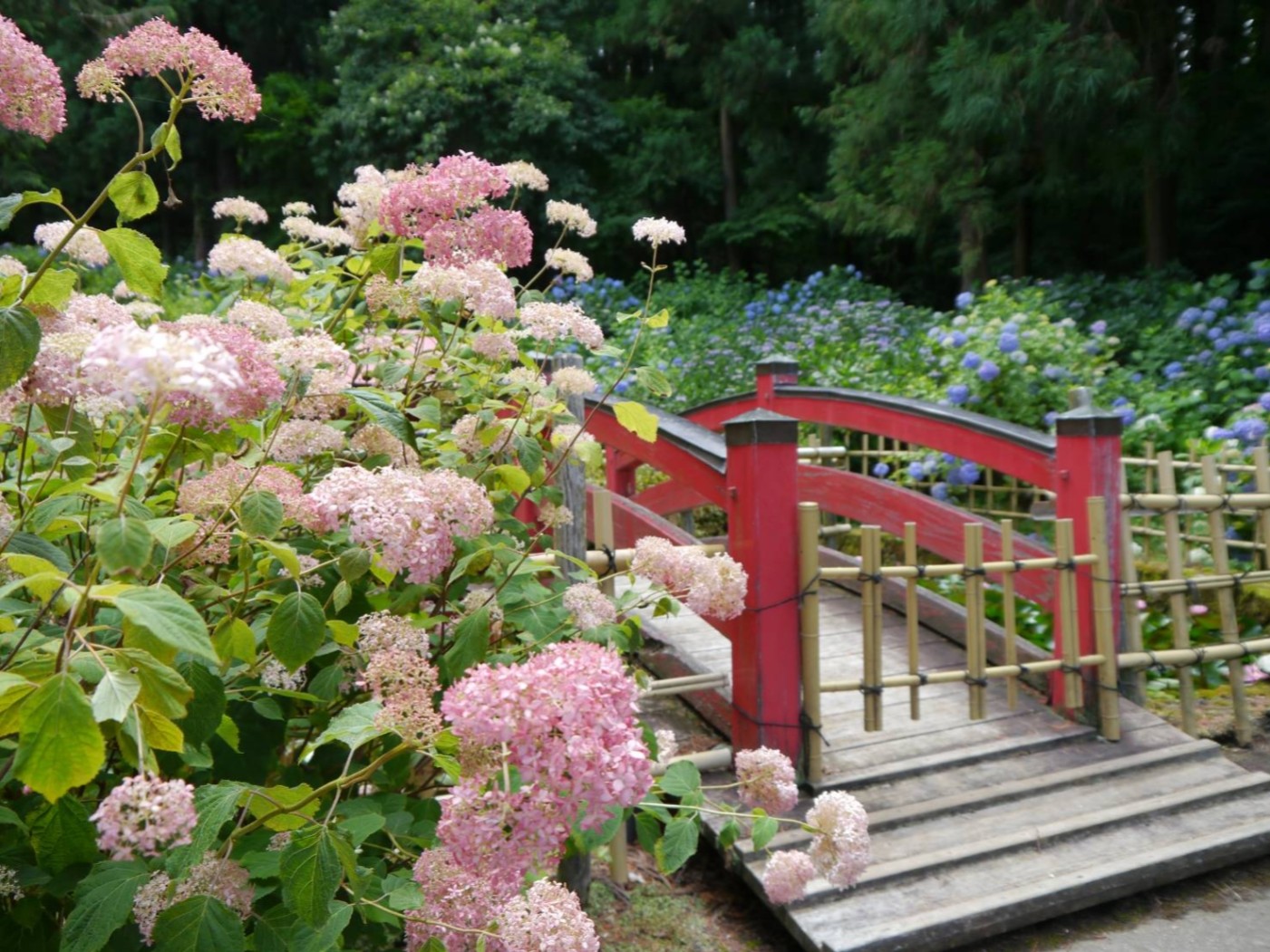 弘長寺のあじさい