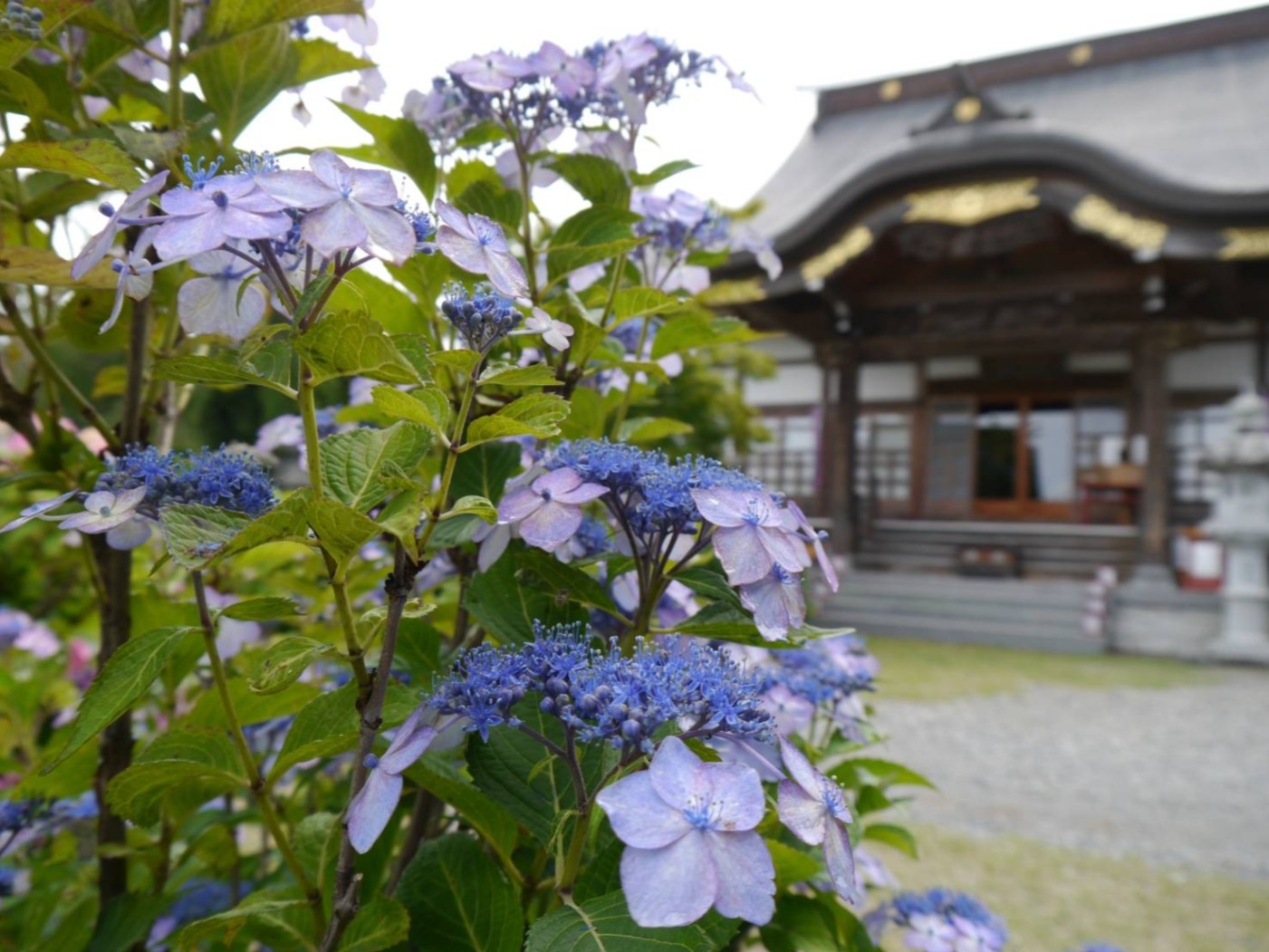 法船寺のあじさい