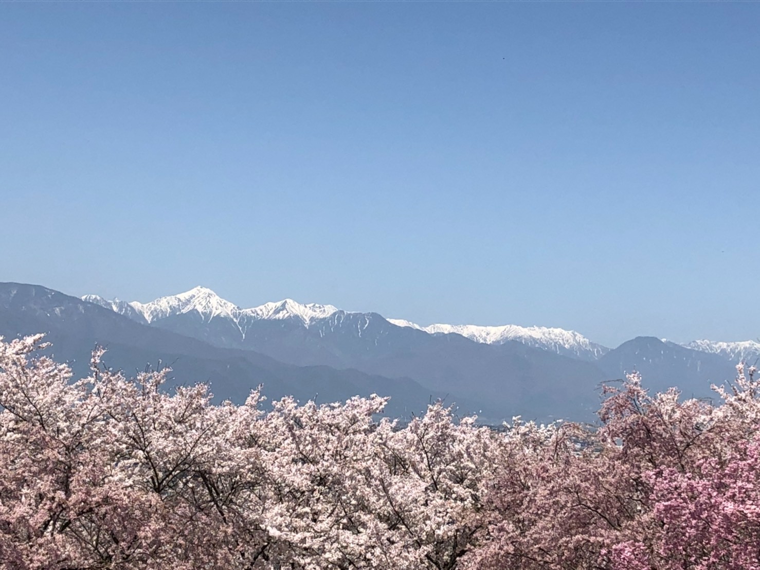弘法山の桜