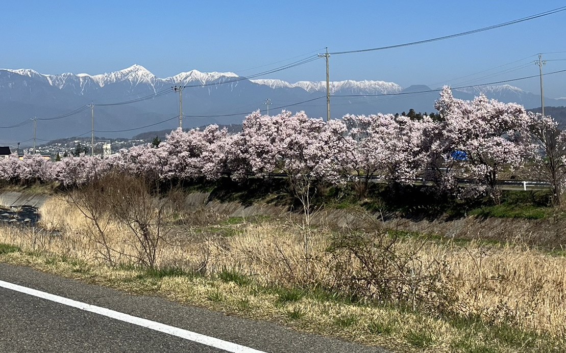 薄川沿いの桜