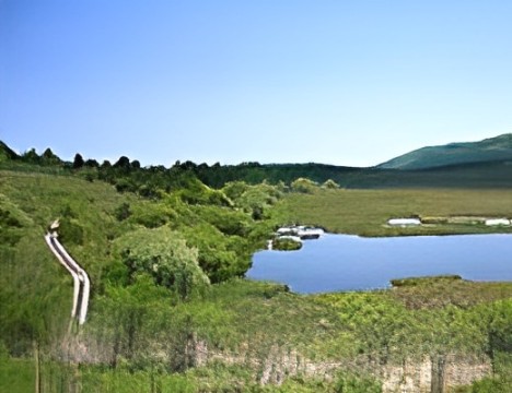 八島湿原 （八島ヶ原湿原）