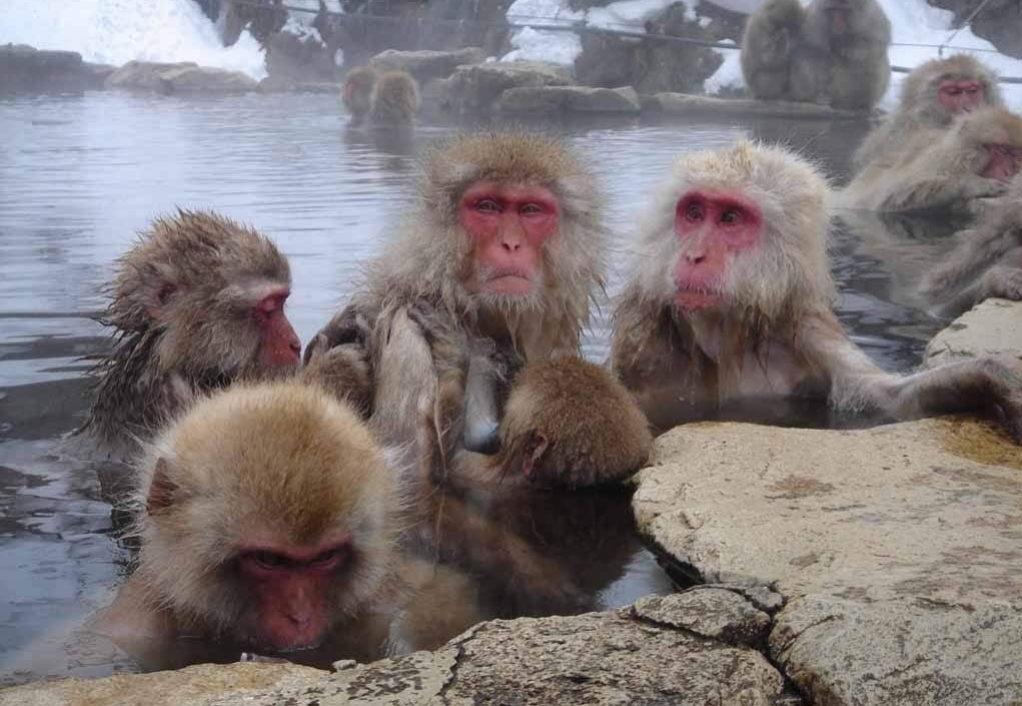 イメージ：温泉の入ってるさる