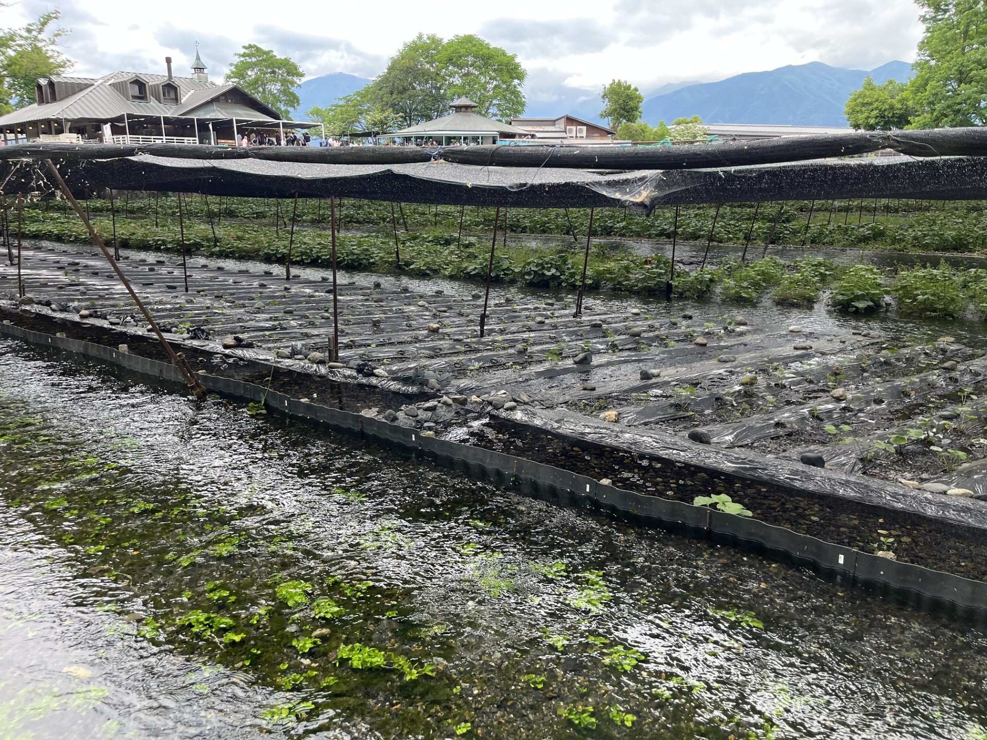 大王わさび農場