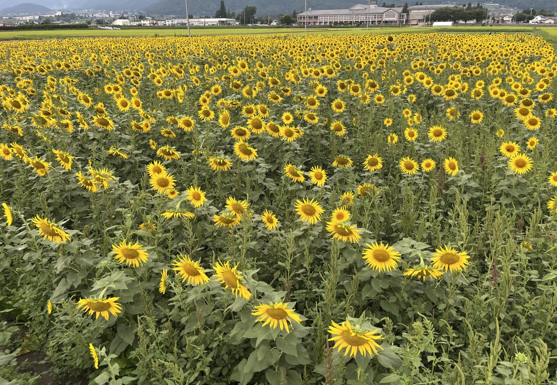 堀金のひまわり