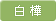 白樺